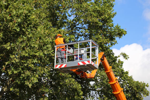 Why Choose Our Tree Removal Services in South Houston, TX?