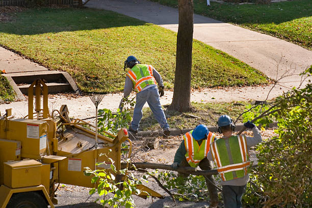 Best Lot and Land Clearing  in South Houston, TX